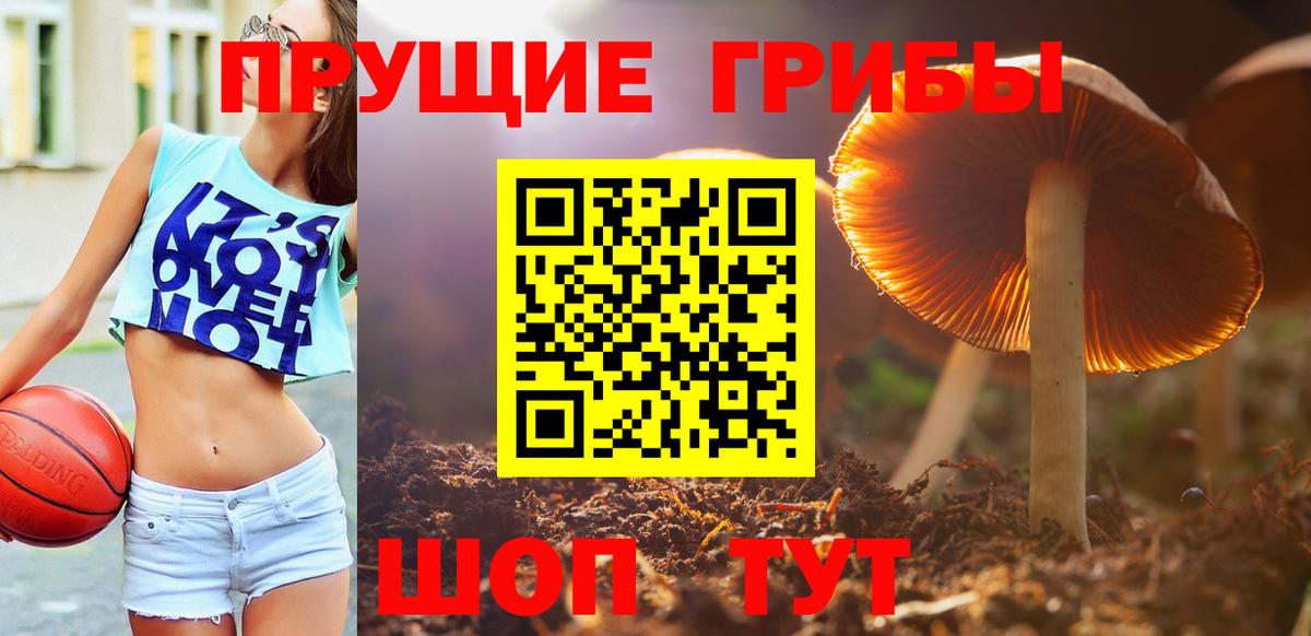 Галлюциногенные грибы Psilocybine cubensis Петрозаводск
